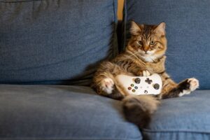 Cat Obedience Training: A Guide to a Well-Behaved Feline