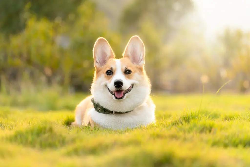 Dog Humping Behavior: Causes, Tips and Training Solutions Dog Humping Behavior