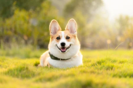 Dog Humping Behavior: Causes, Tips and Training Solutions Dog Humping Behavior