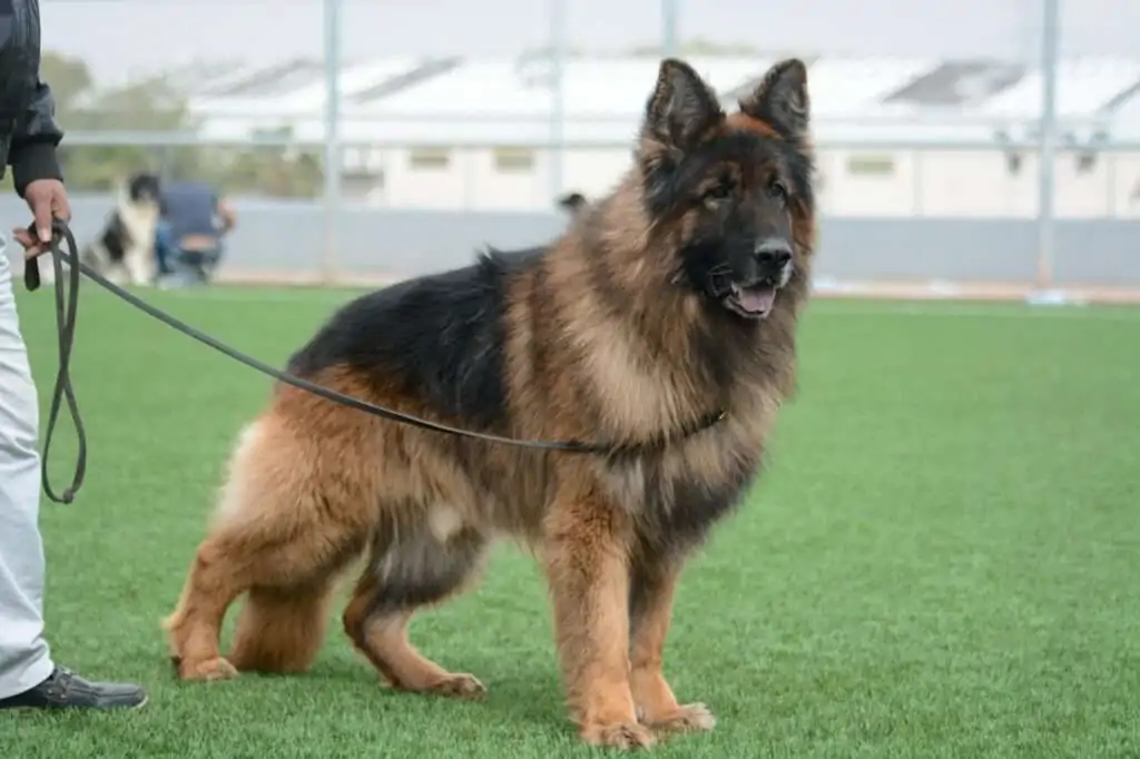 German Shepherd Leash Training: A Comprehensive Guide a German Shepherd dog sitting alertly in a green field during professional training