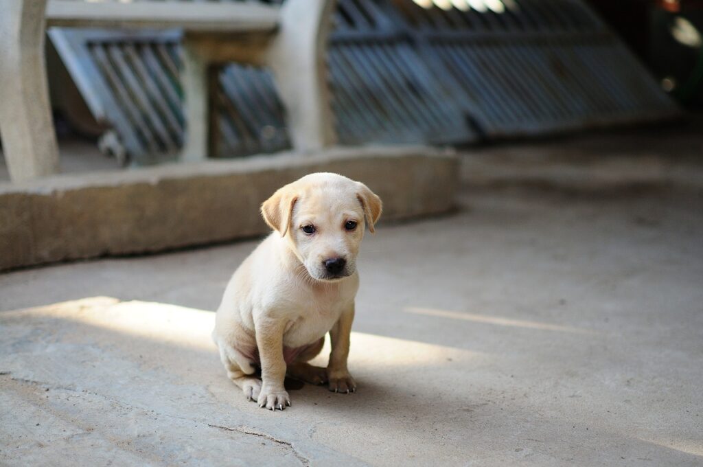 Why Is My Puppy Bored All Day?