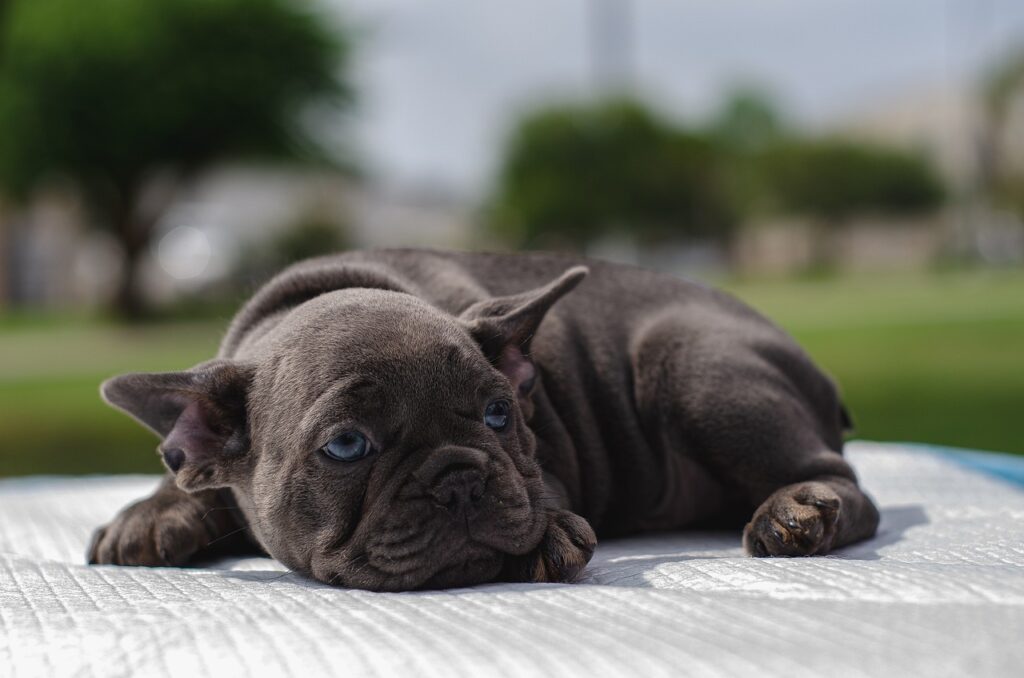 Why Is My Puppy Bored All Day?