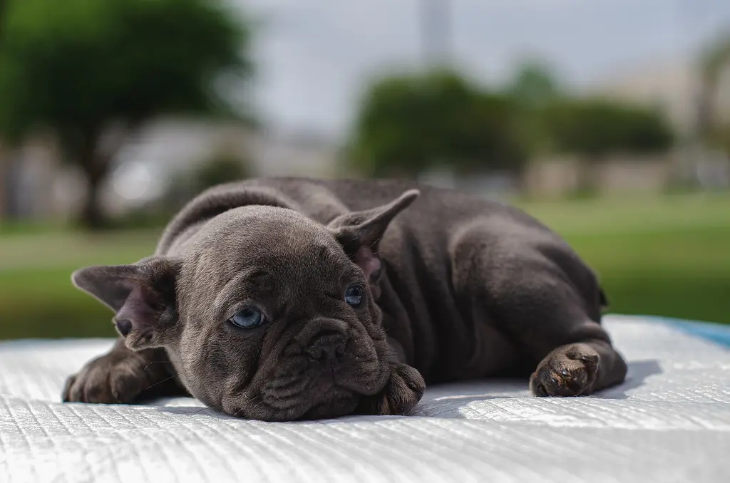 Why Is My Puppy Bored All Day? Why Is My Puppy Bored All Day?