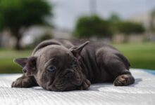 Why Is My Puppy Bored All Day?