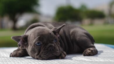 Why Is My Puppy Bored All Day?