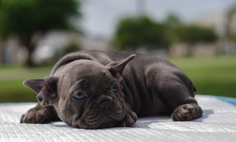 Why Is My Puppy Bored All Day?