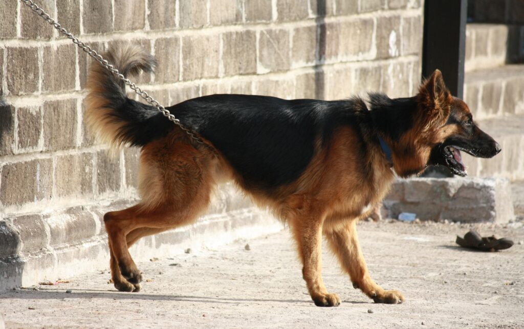 German Shepherd Leash Training: A Comprehensive Guide