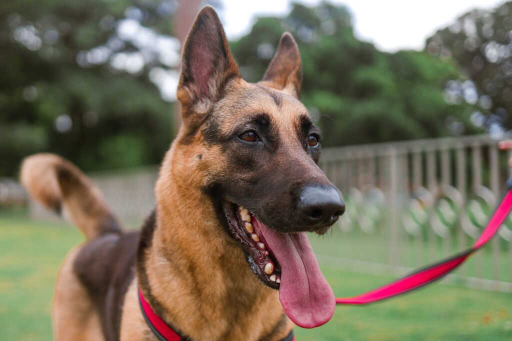 German Shepherd Leash Training: A Comprehensive Guide