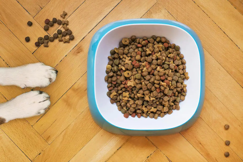 Best Large Breed Puppy Food for Slow Growth & Joint Health