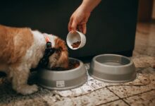 Healthy Diet for Large Breed Dogs