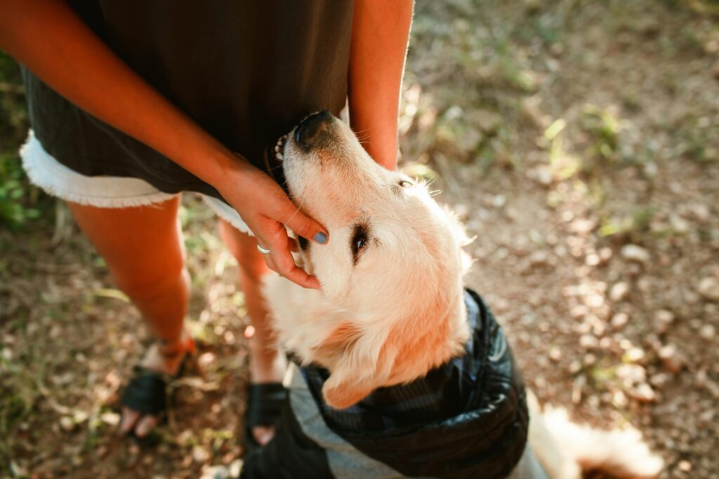 Dog Humping Behavior