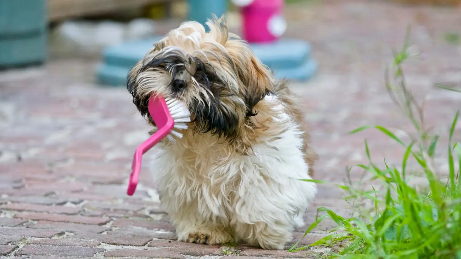 Is Dog Grooming Just for Looks? The Surprising Health Benefits of Dog Grooming Health Benefits of Dog Grooming