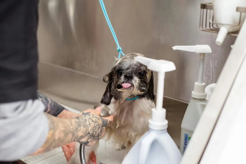 Health Benefits of Dog Grooming
