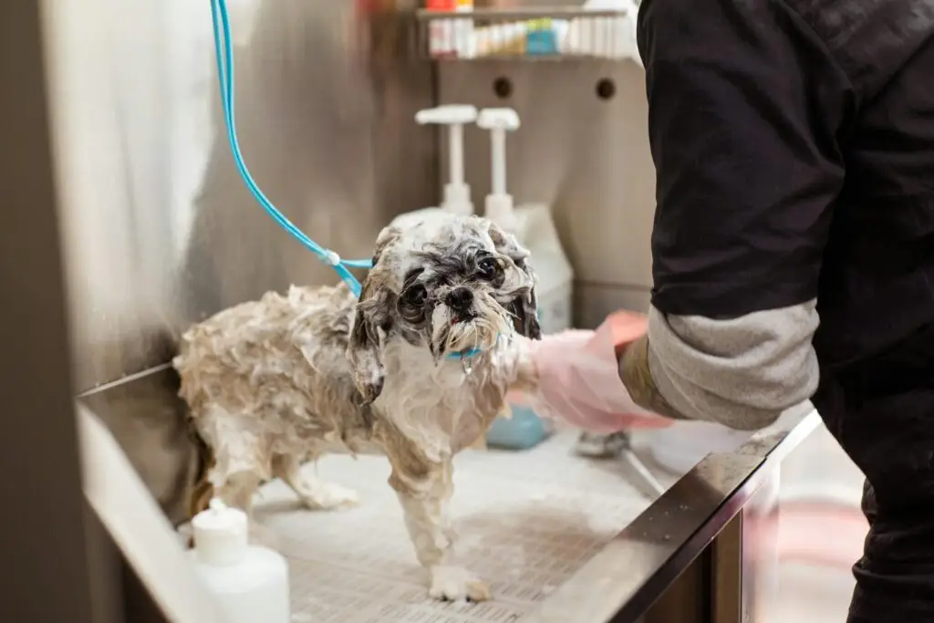 Health Benefits of Dog Grooming
