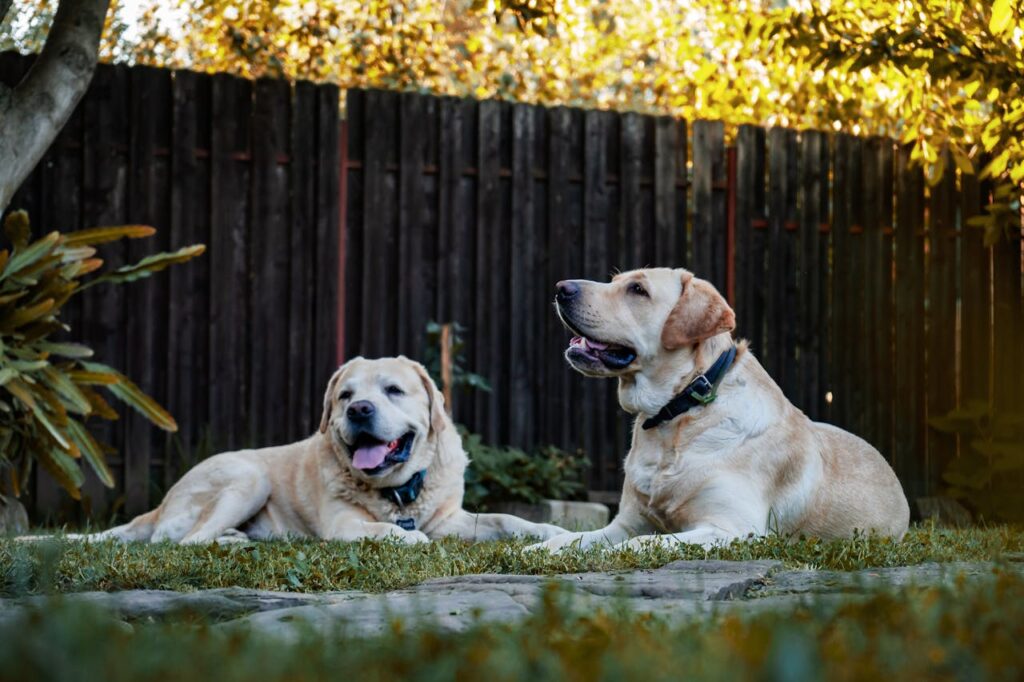 Toxic Food for Dogs