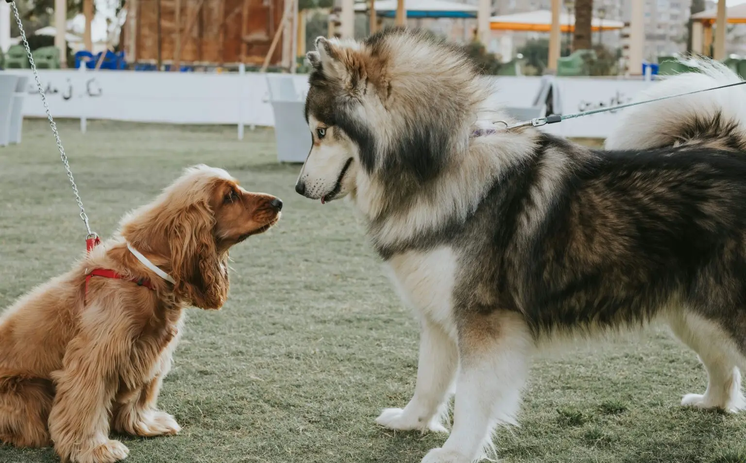 10 Mistakes to Avoid When Introducing Big Dogs with Little Dogs 10 Mistakes to Avoid When Introducing Big Dogs with Little Dogs