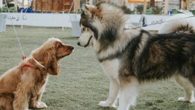 10 Mistakes to Avoid When Introducing Big Dogs with Little Dogs