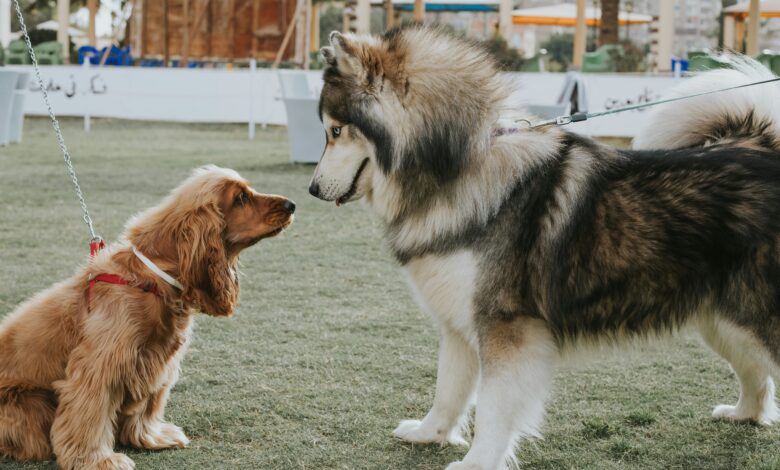 10 Mistakes to Avoid When Introducing Big Dogs with Little Dogs