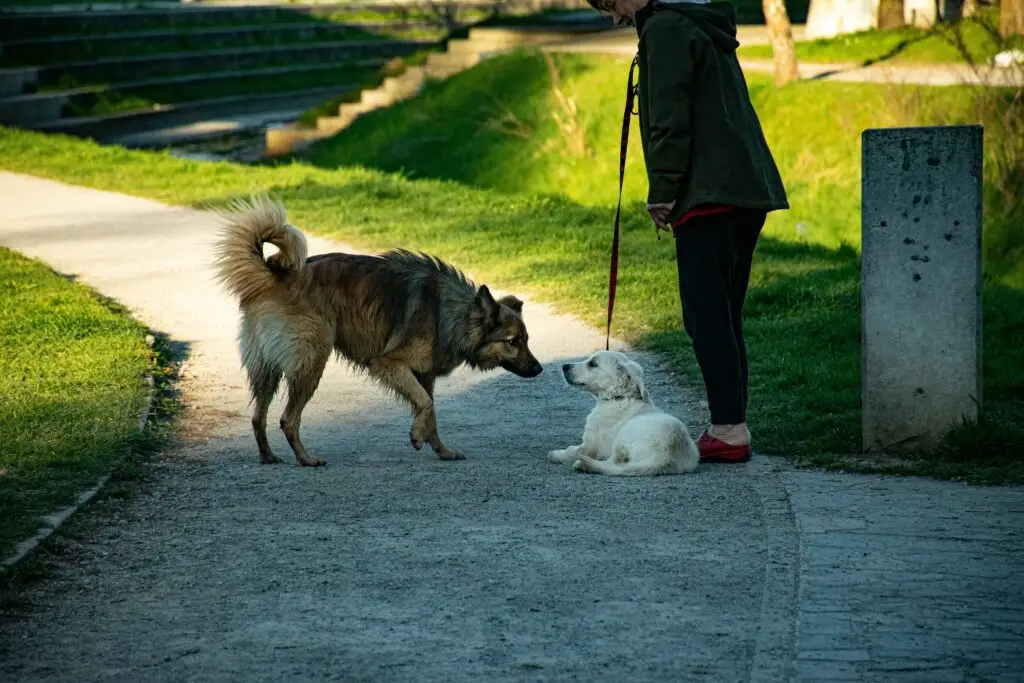 10 Mistakes to Avoid When Introducing Big Dogs with Little Dogs