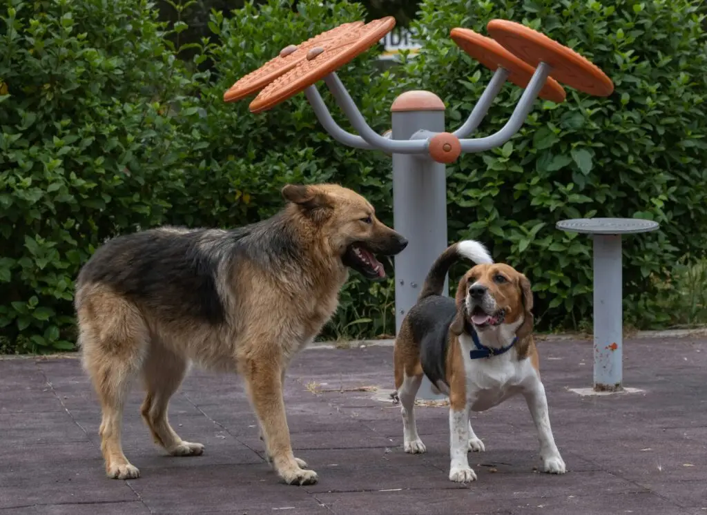 10 Mistakes to Avoid When Introducing Big Dogs with Little Dogs
