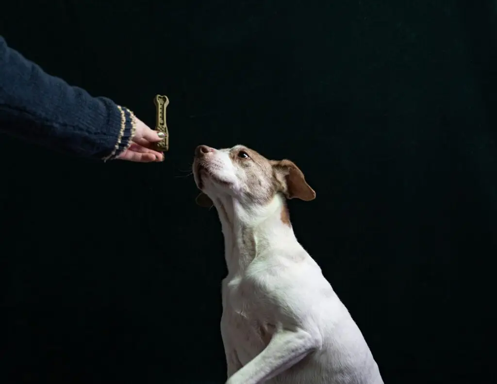 Puppy Training Secrets