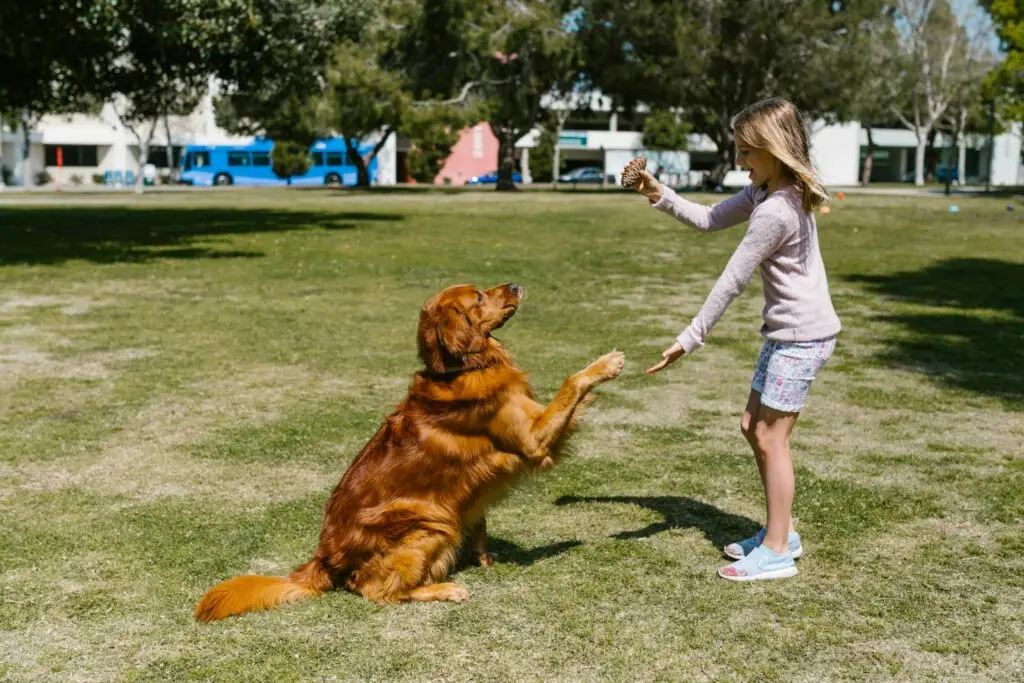 Puppy Training Secrets