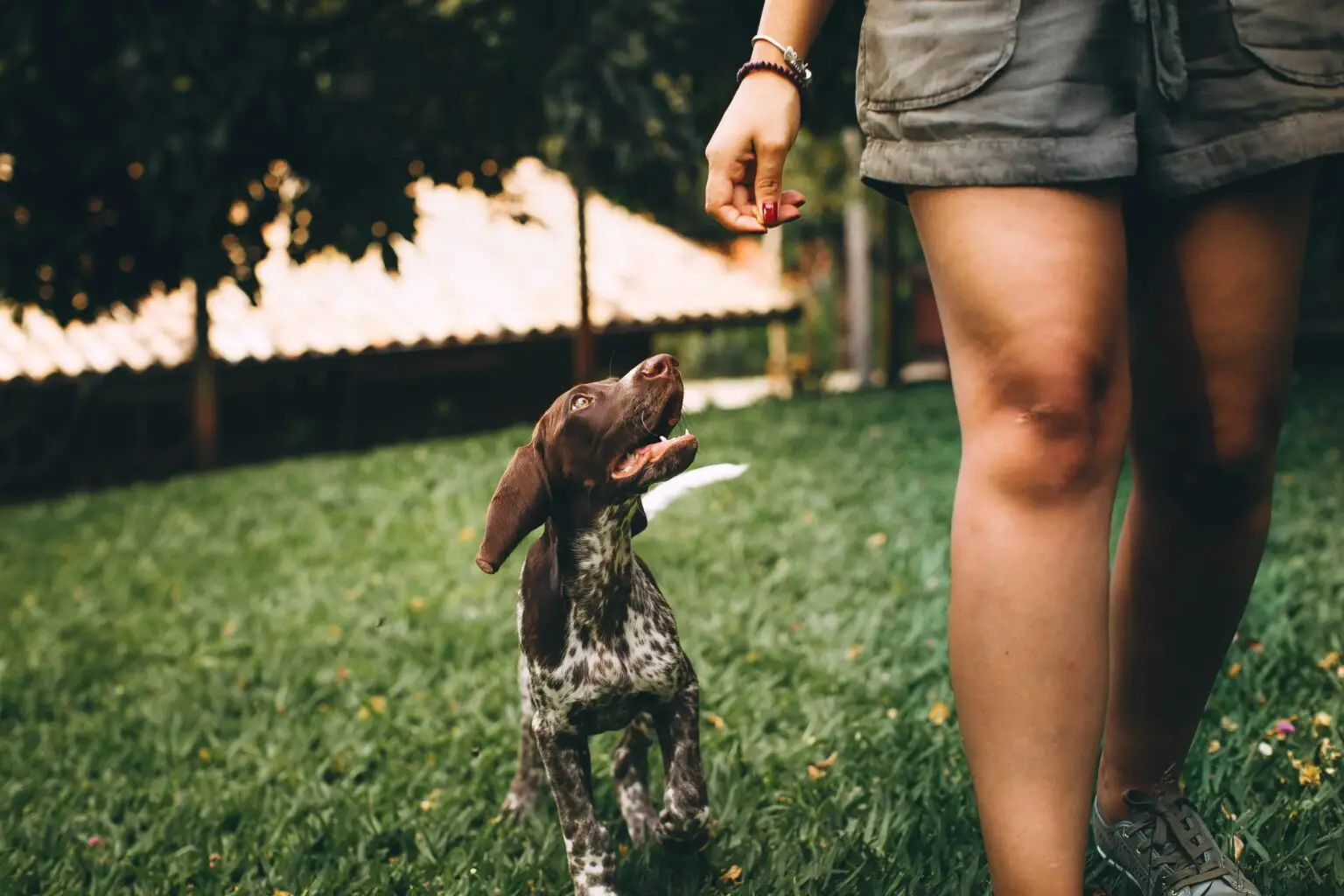 7 Puppy Training Secrets That Transform Stubborn Dogs into Obedient Companions Puppy Training Secrets