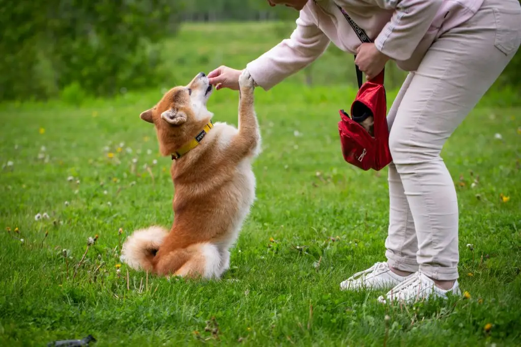 Puppy Training Secrets