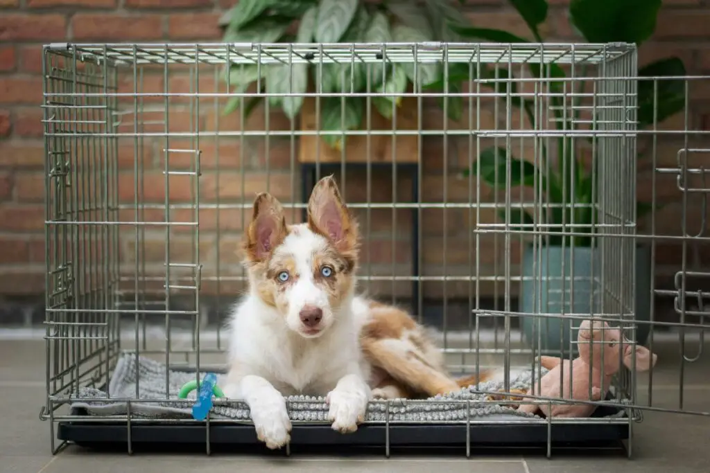 Puppy Training Secrets