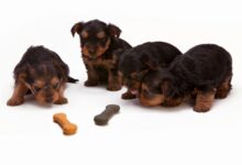 Best Fresh Dog Food for Puppies