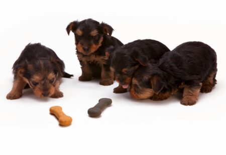 Best Fresh Dog Food for Puppies