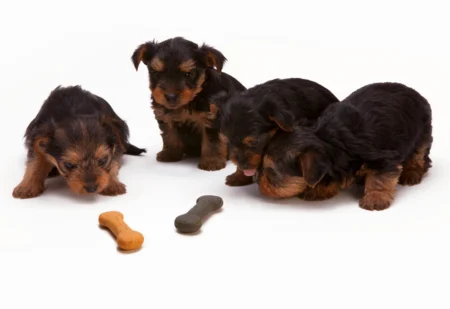Best Fresh Dog Food for Puppies: Your Expert Guide to Optimal Puppy Nutrition in 2026 Best Fresh Dog Food for Puppies