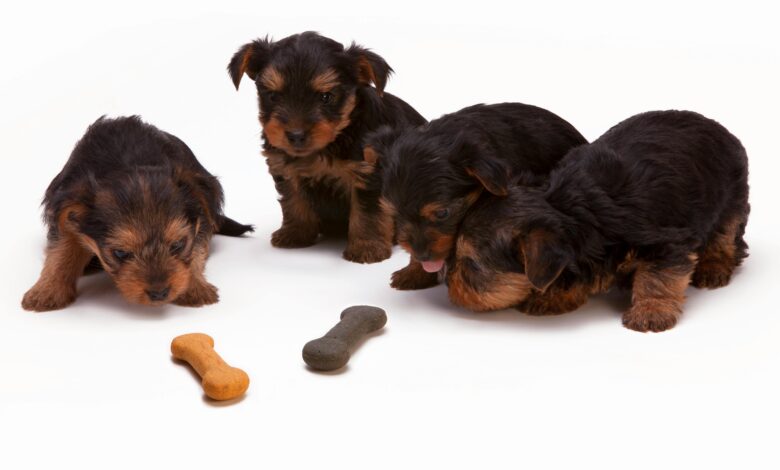 Best Fresh Dog Food for Puppies