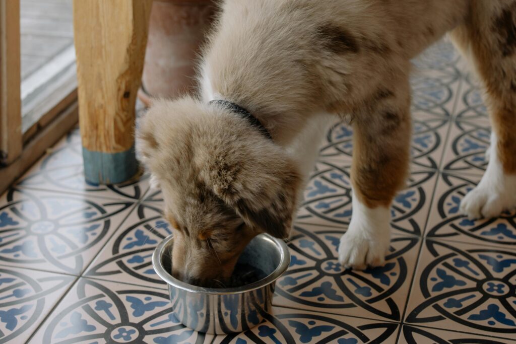 Best Fresh Dog Food for Puppies