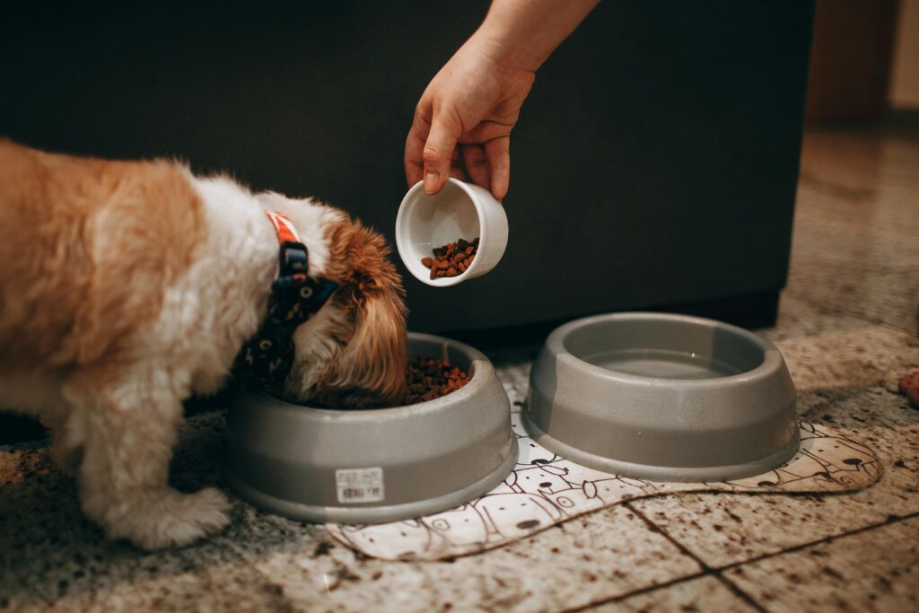 Best Fresh Dog Food for Puppies
