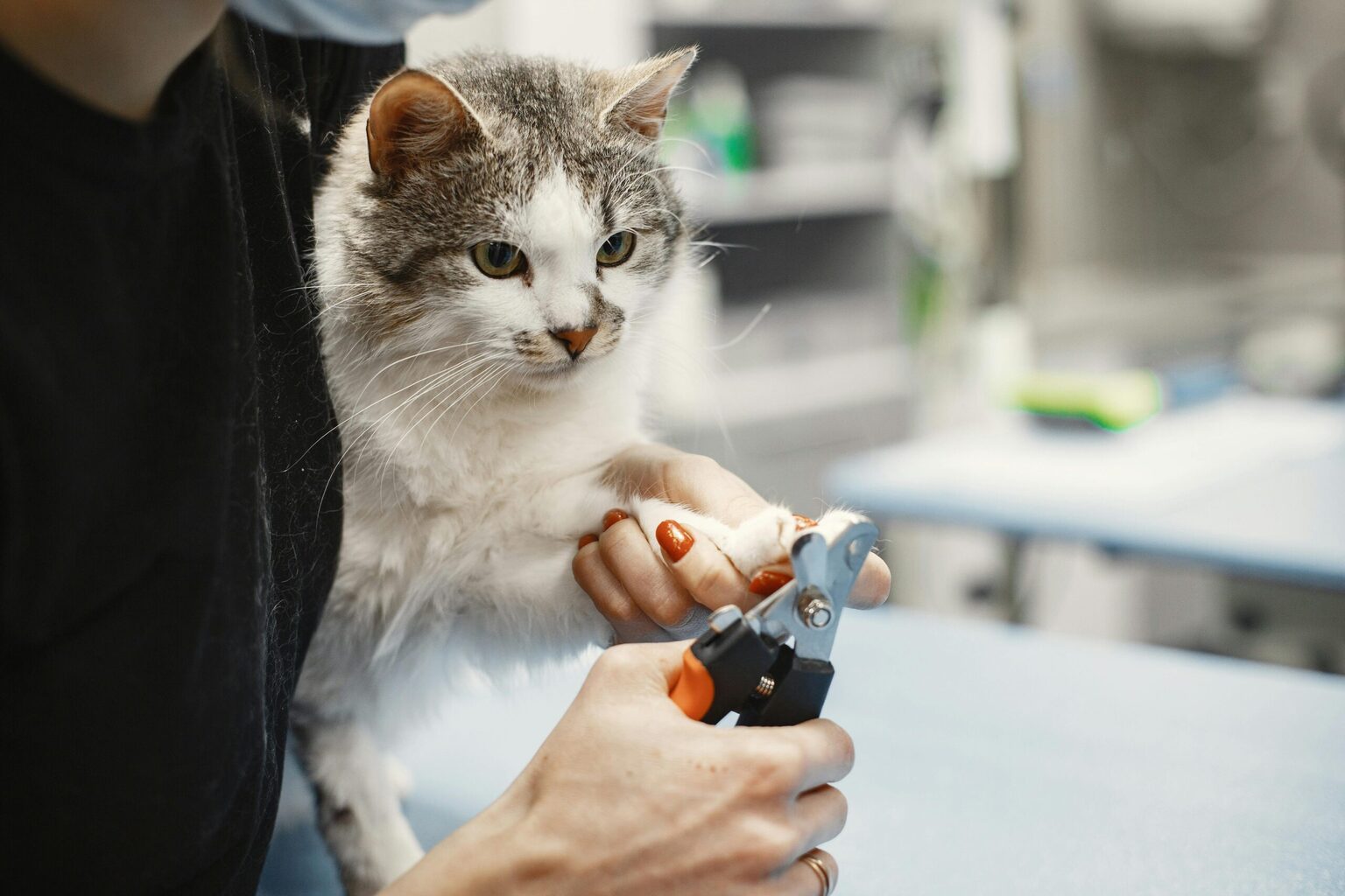How to Trim Your Cat’s Nails Without Stress: The Complete Guide to Safe, Easy Cat Nail Trimming at Home Cat Nail Trimming