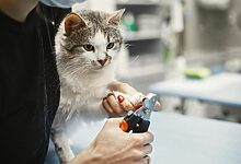 Cat Nail Trimming