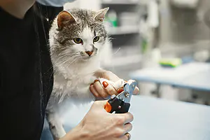 How to Trim Your Cat’s Nails Without Stress: The Complete Guide to Safe, Easy Cat Nail Trimming at Home Cat Nail Trimming