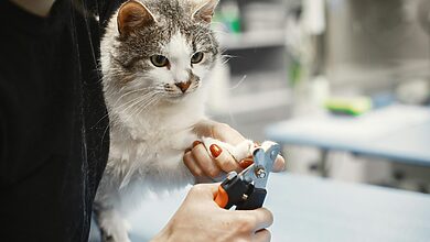 Cat Nail Trimming