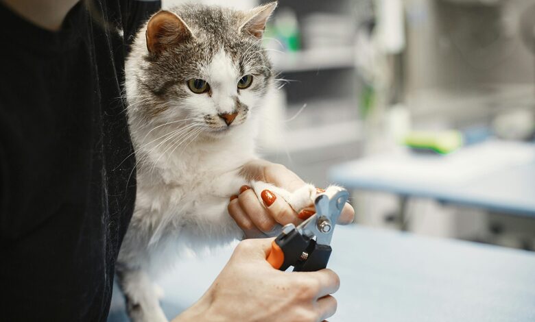 Cat Nail Trimming