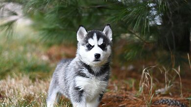 Pet Telemedicine Virtual Veterinary Care