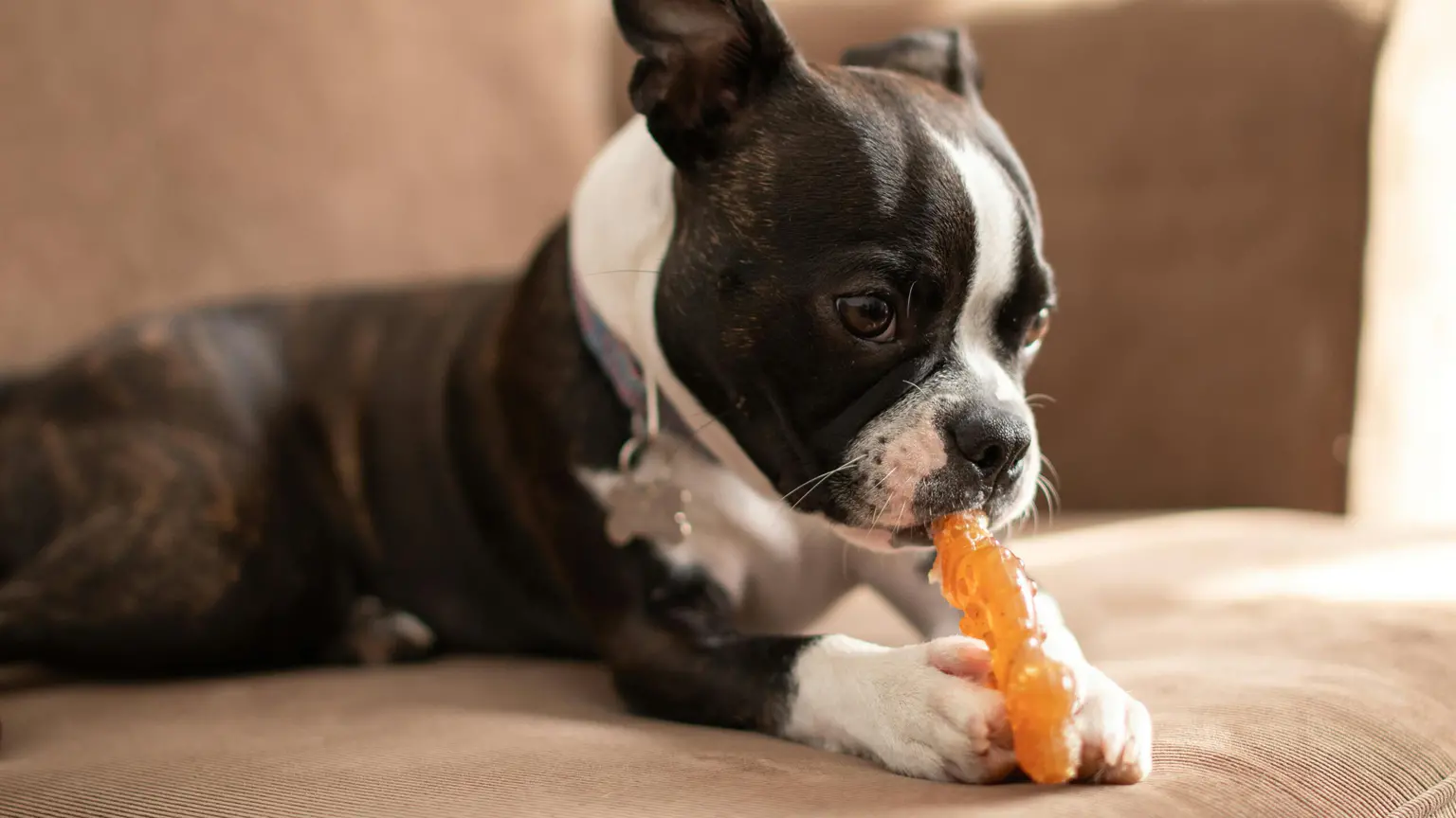 Pet Stem Cell Therapy: A Revolutionary Guide to Regenerative Medicine for Your Beloved Companion a cute puppy chewing on a rope toy during behavior training to stop biting