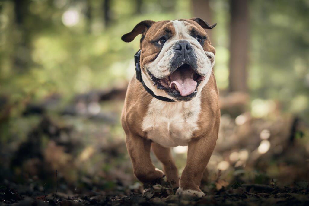 Why Is My Trained Dog Suddenly Ignoring Commands?