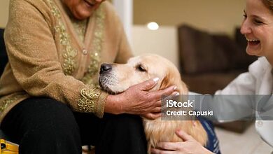 pet stem cell therapy