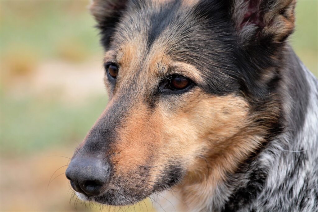 Why Is My Trained Dog Suddenly Ignoring Commands?