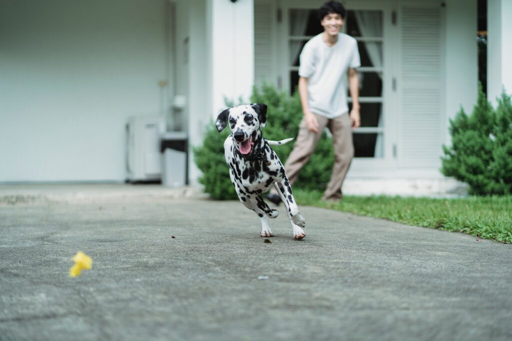 Pet Zoomies: Understanding, Benefits, Downsides, Avoidance, and Management
