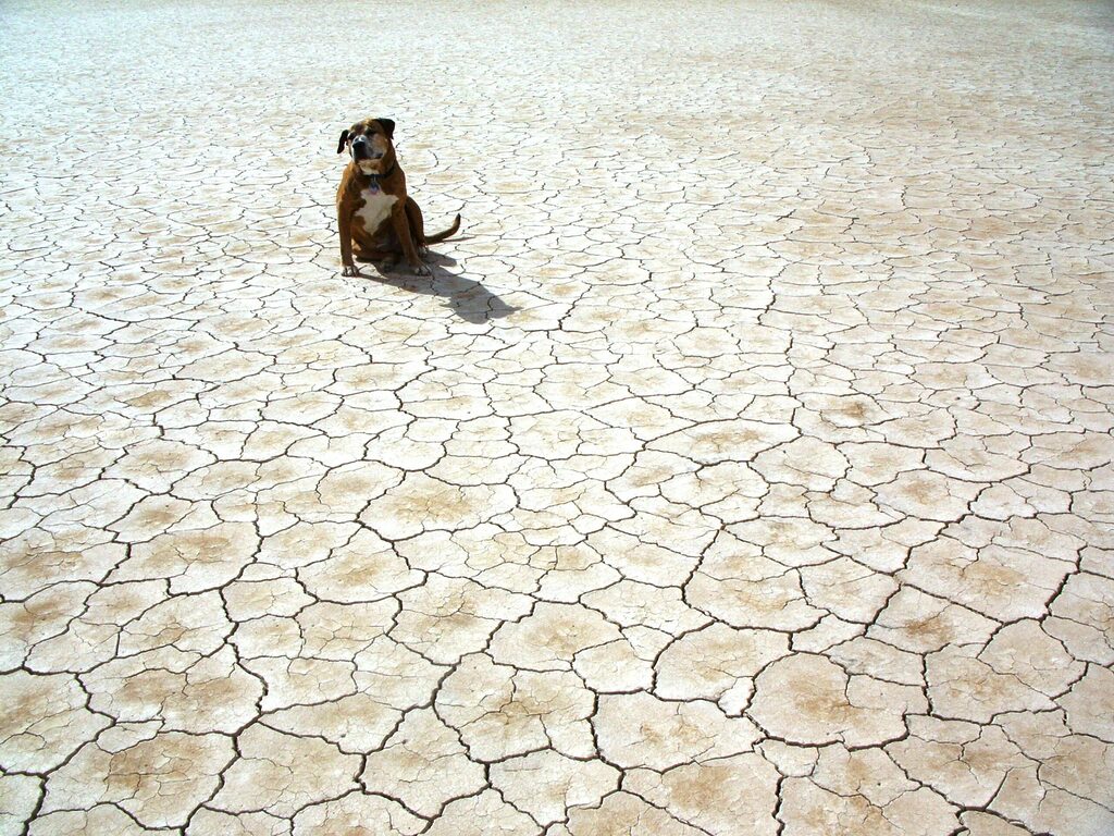 Top 10 Dog Breeds That Thrive In Desert Climates: A Complete Guide For Desert Pet Parents