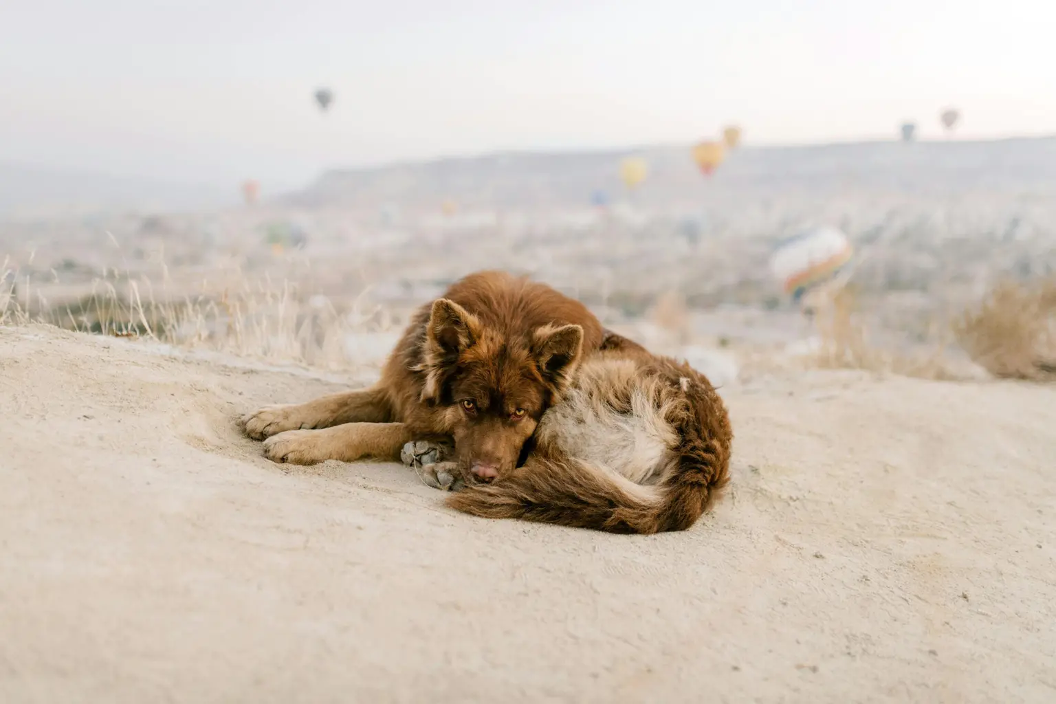 Top 10 Dog Breeds That Thrive In Desert Climates: A Complete Guide For Desert Pet Parents Top 10 Dog Breeds That Thrive In Desert Climates: A Complete Guide For Desert Pet Parents