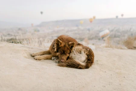 Top 10 Dog Breeds That Thrive In Desert Climates: A Complete Guide For Desert Pet Parents Top 10 Dog Breeds That Thrive In Desert Climates: A Complete Guide For Desert Pet Parents