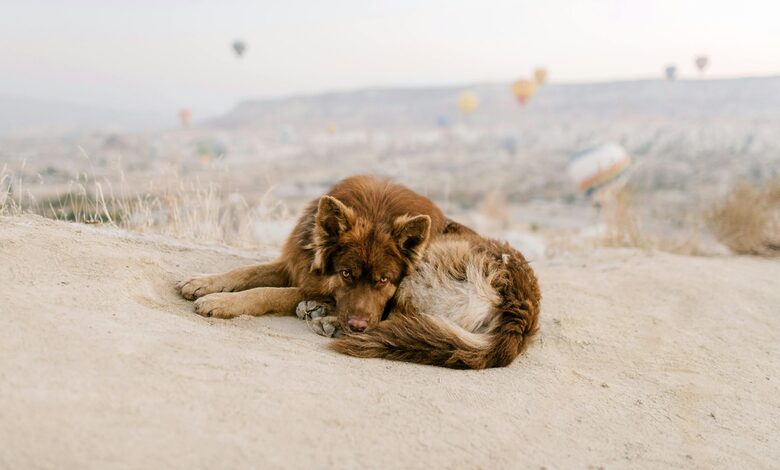 Top 10 Dog Breeds That Thrive In Desert Climates: A Complete Guide For Desert Pet Parents